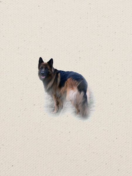 Deutscher Schäferhund