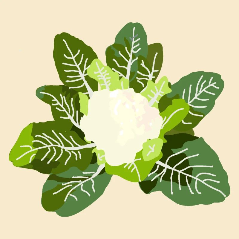 Cabbage Flower Vegetable Garden Vegetable