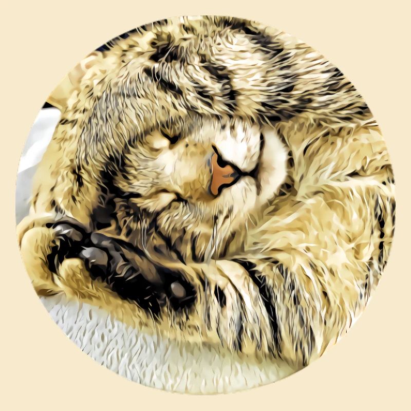 Chubby sleeping tabby cat