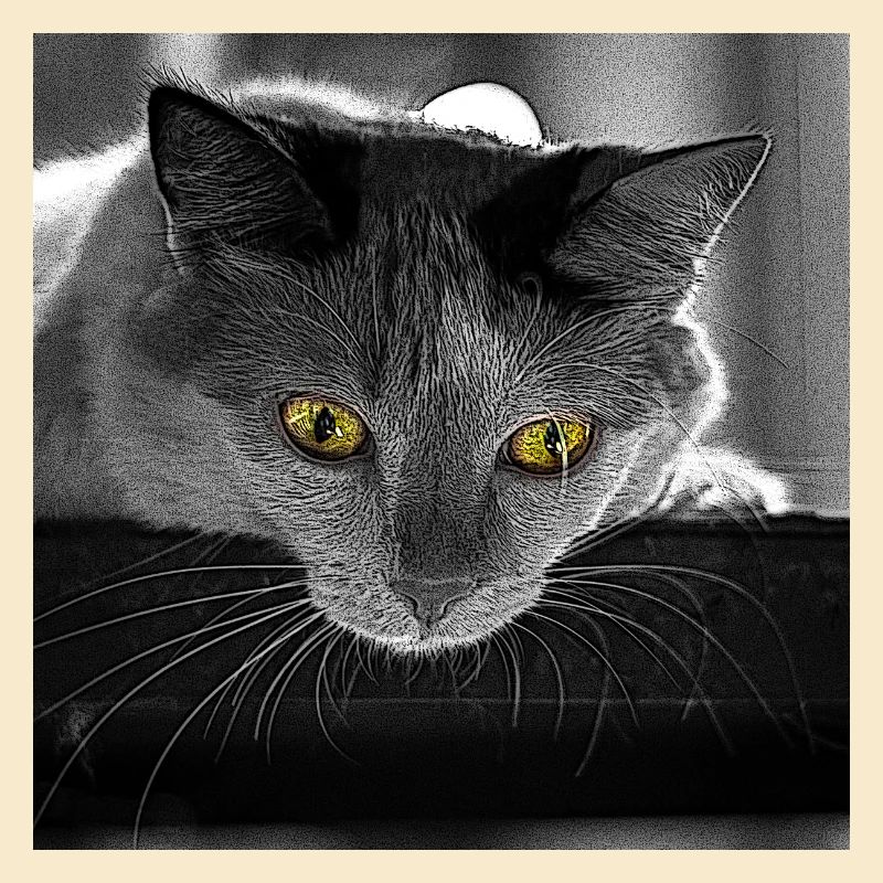 Die Katze