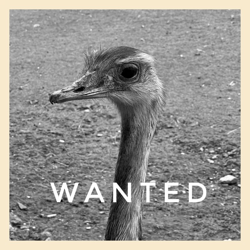 WANTED BIRD