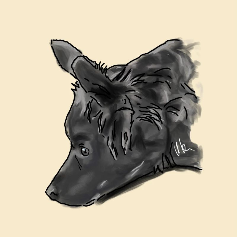 Australian Shepherd