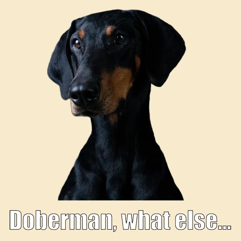 doberman, what else...