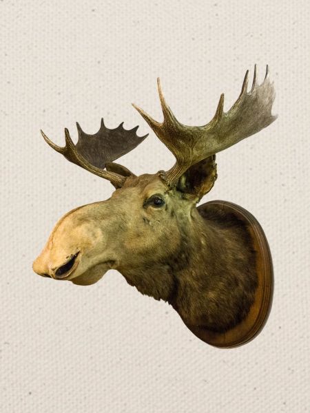 Moose head