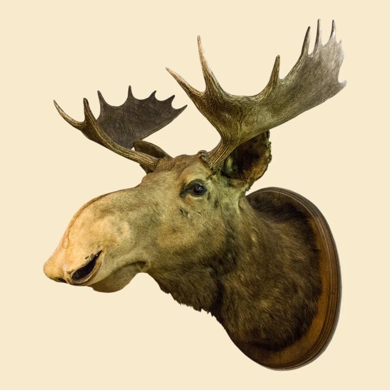 Moose head