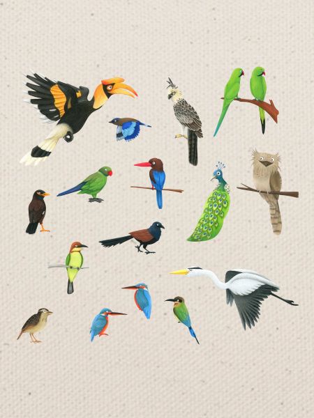 Asiens Vögel