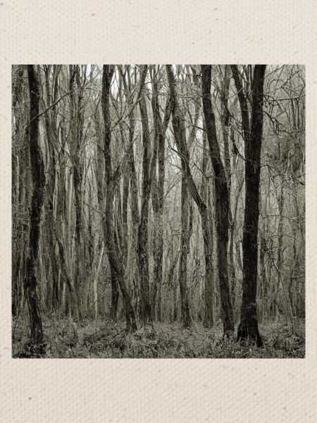 Trauriger Wald