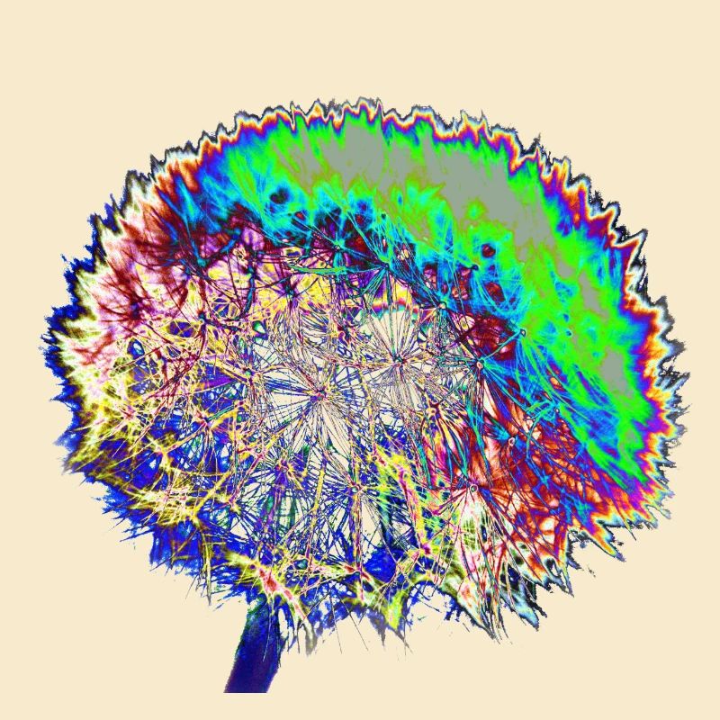 Dandelion