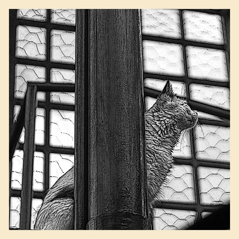 le chat sur le toit