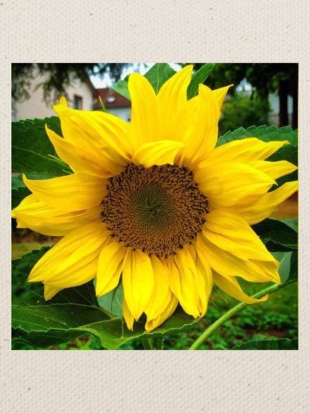 sonnenblume