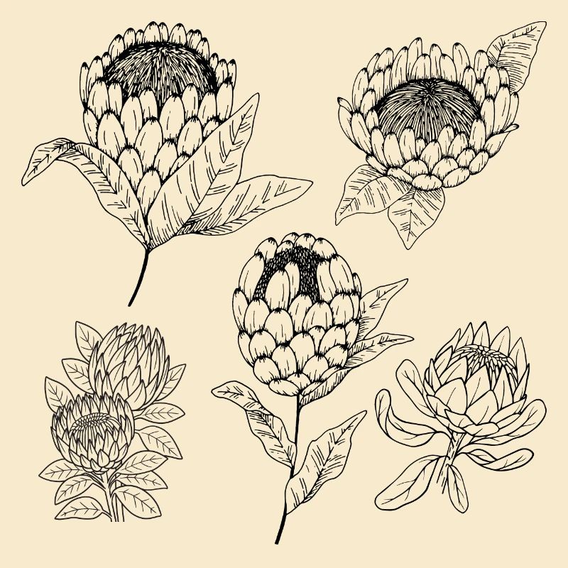 Protea-Blütengruppe