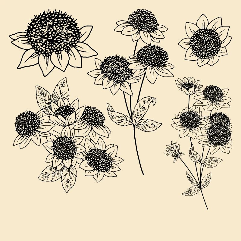 Astrantia maxima Blütengruppe
