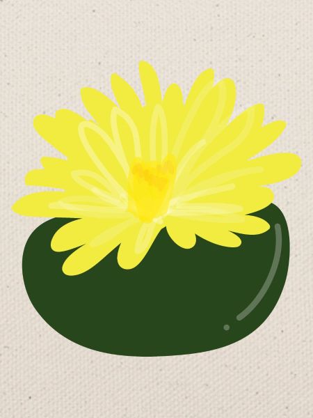 Lithops flower1