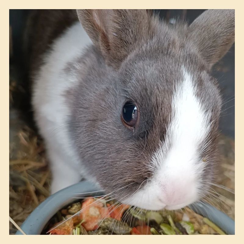 Kaninchen 2