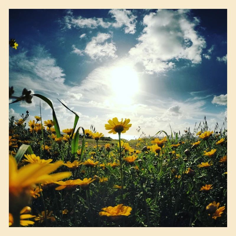 Blumenwiese