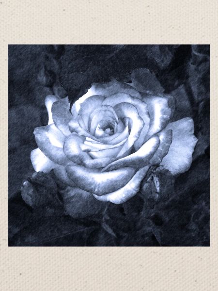 Rose im Mondschein