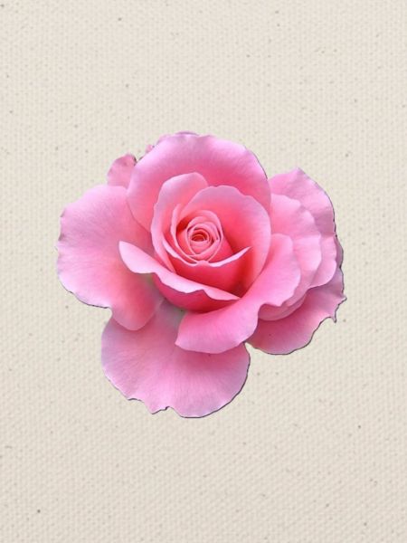 Rosa Rose