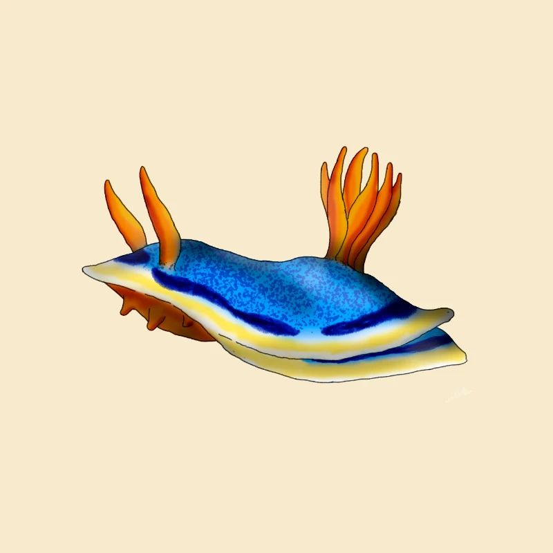 Chromodoris Annae
