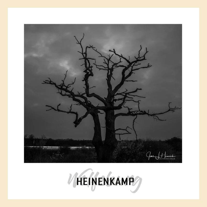 Wolfsburger Baum im Heinenkamp