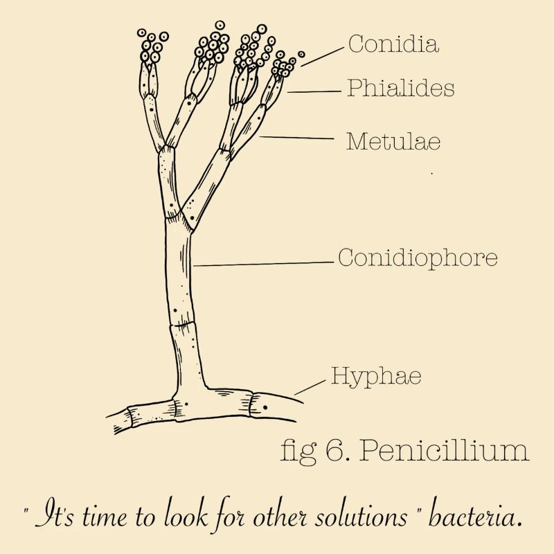 Penicillium