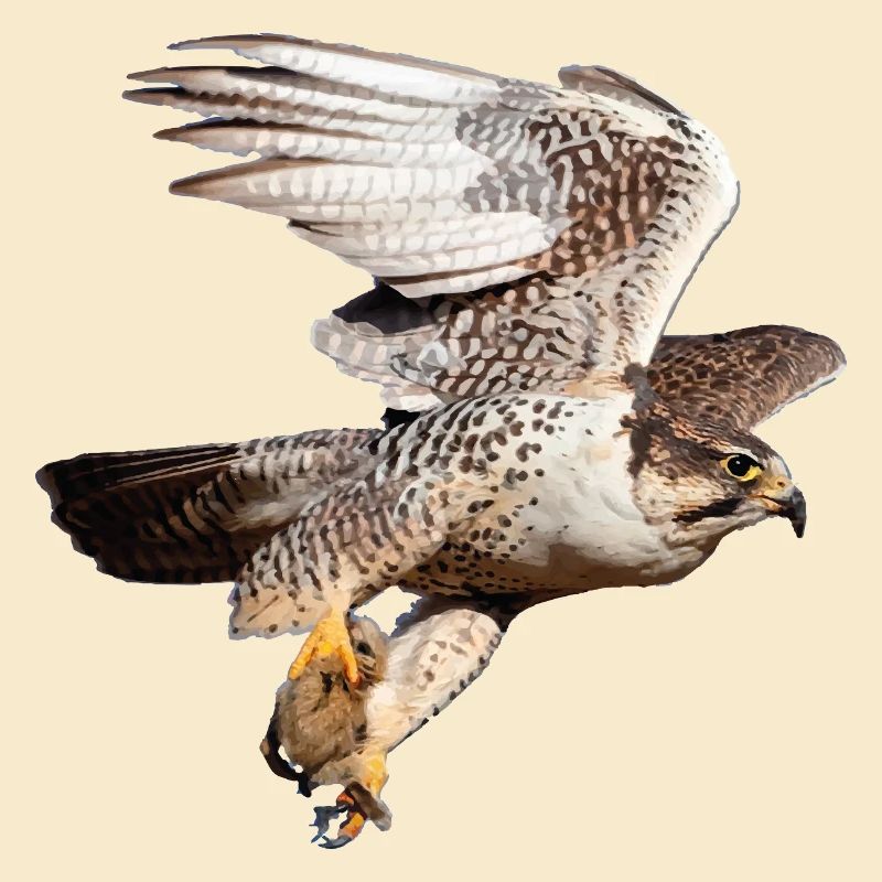 Heiliger Falke im Flug