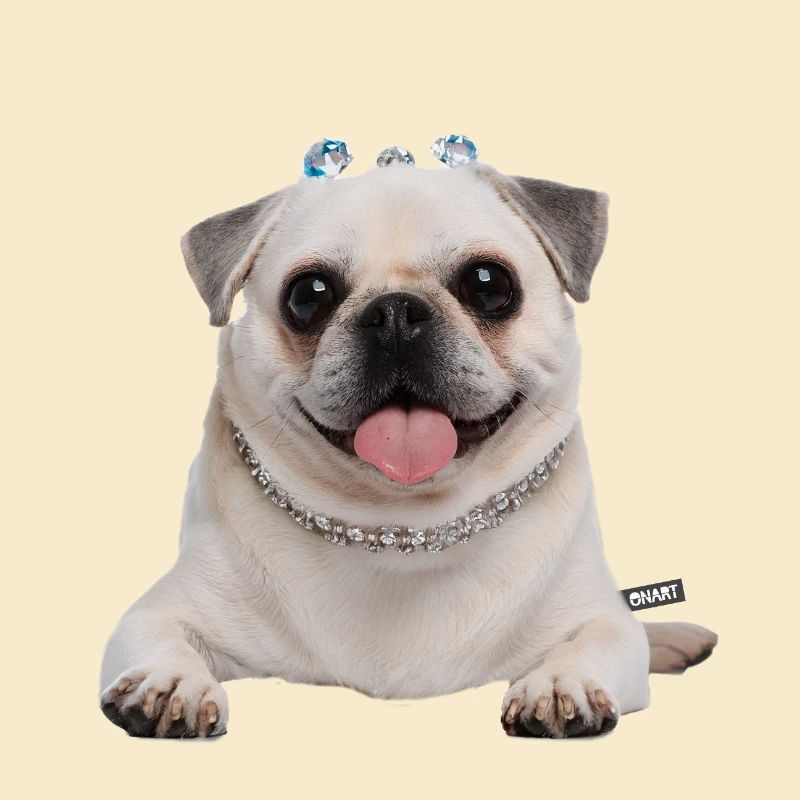 Mops weiß