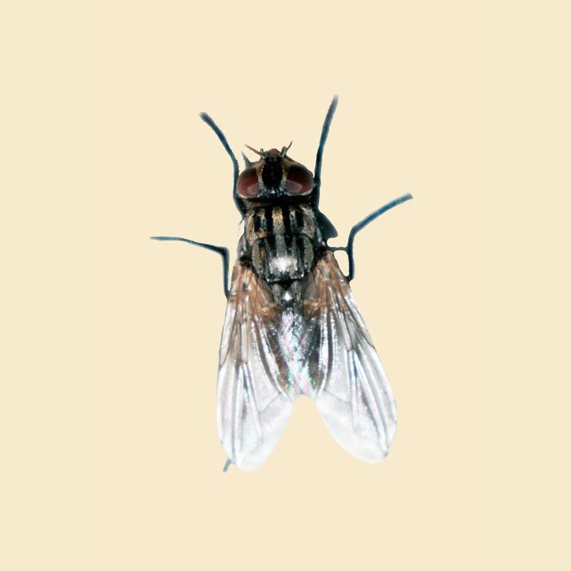 fliege