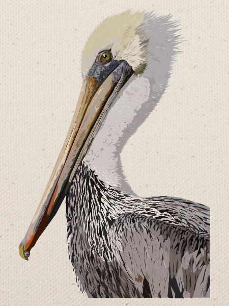 Brauner Pelikan