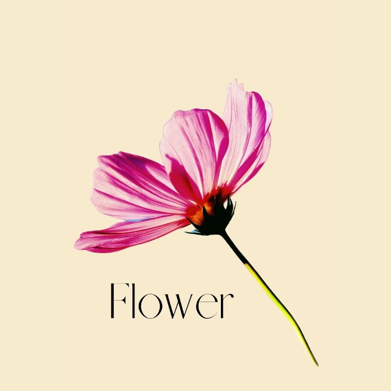 Blume