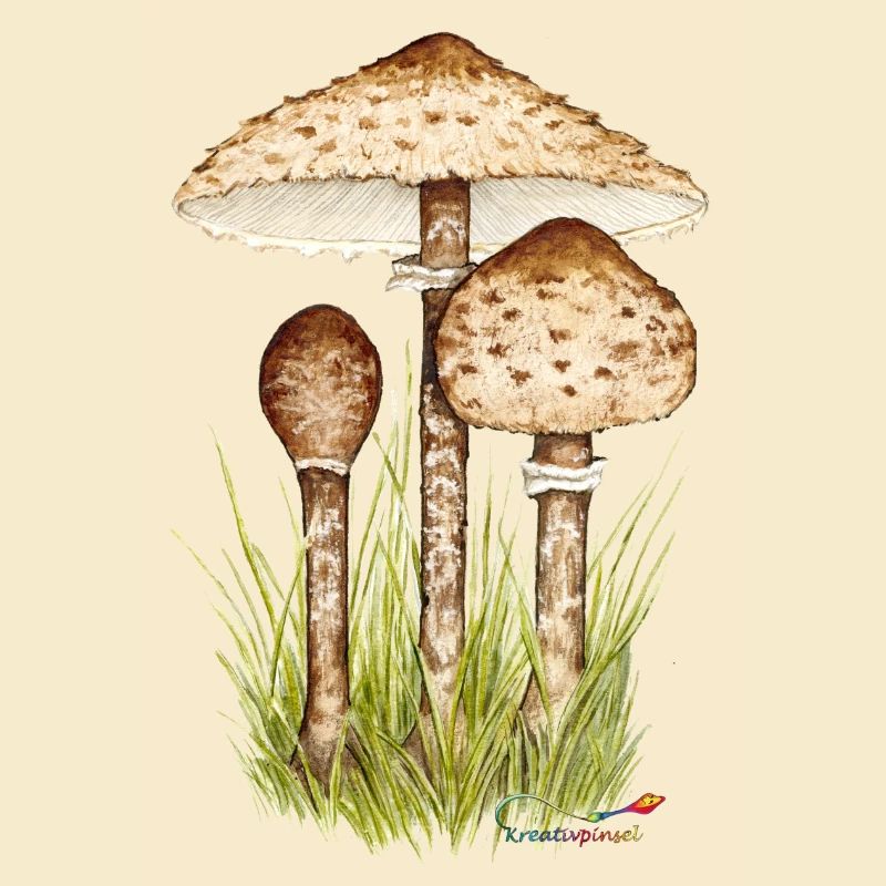 Champignon parasol ou parapluie géant