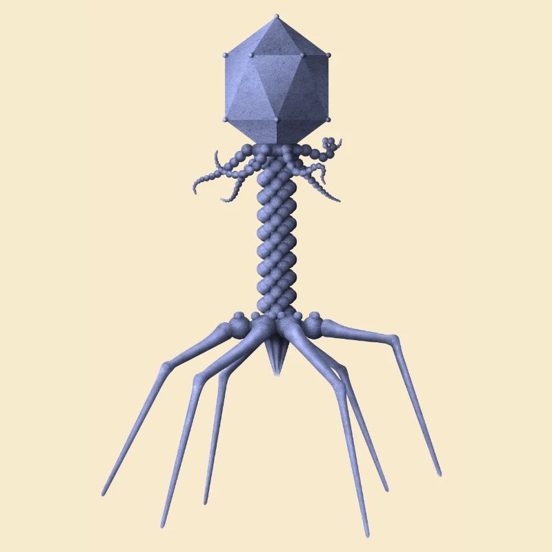 Phage