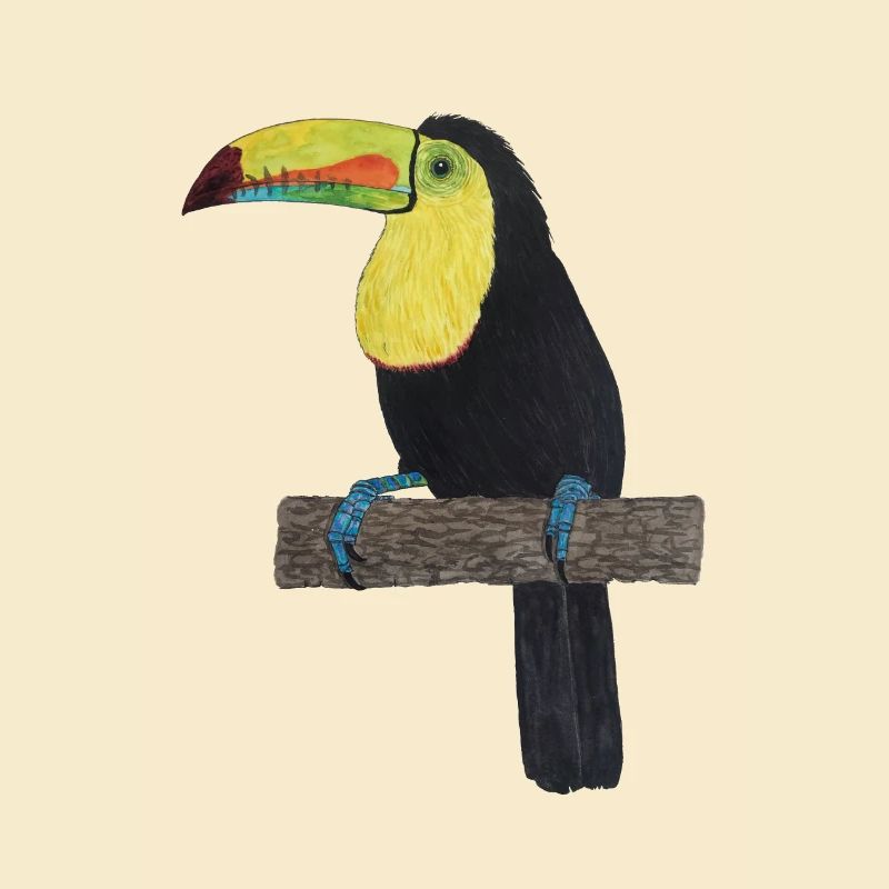 Tukan Urwald Regenwald