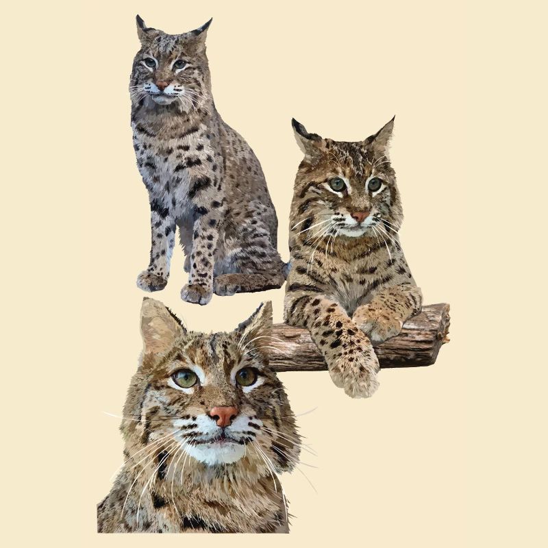 Luchs