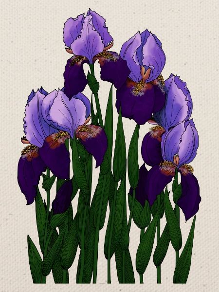 Irysy - Iris