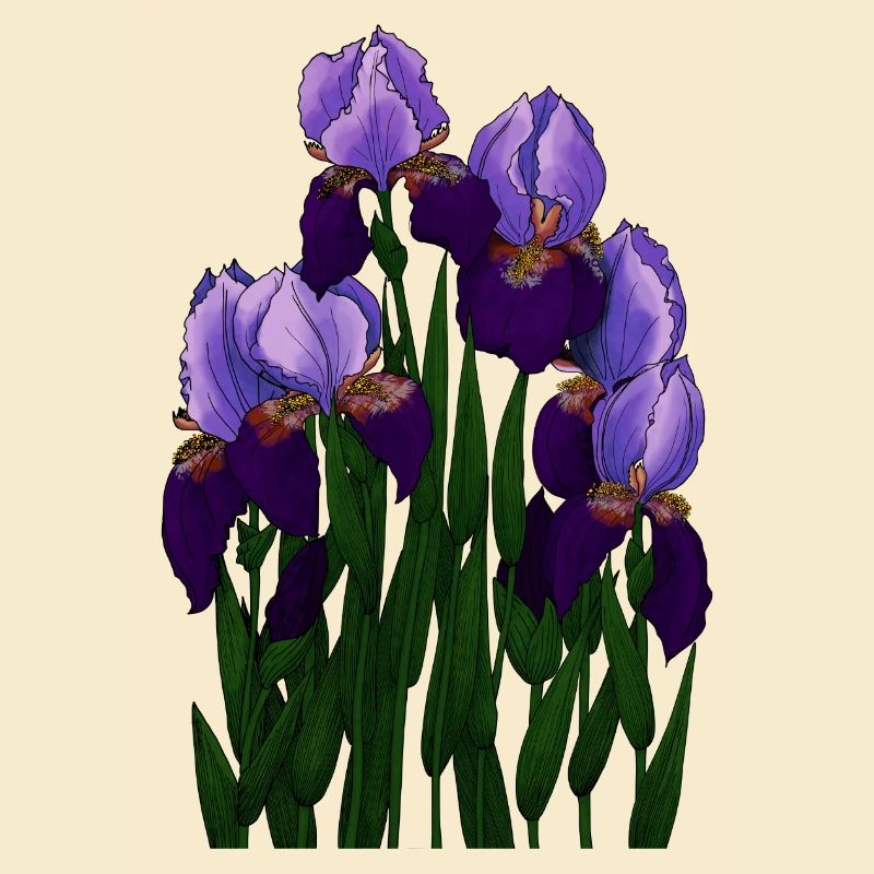 Irysy - Iris