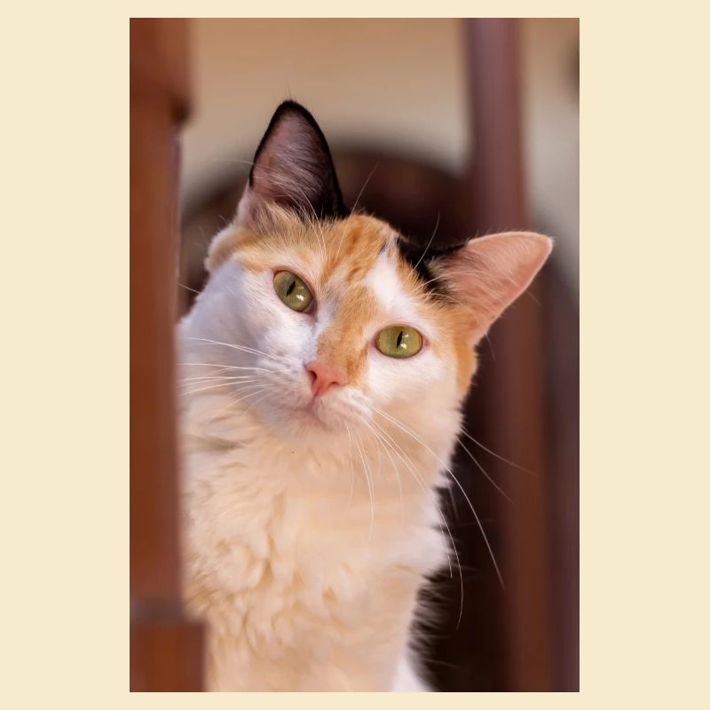 le chat