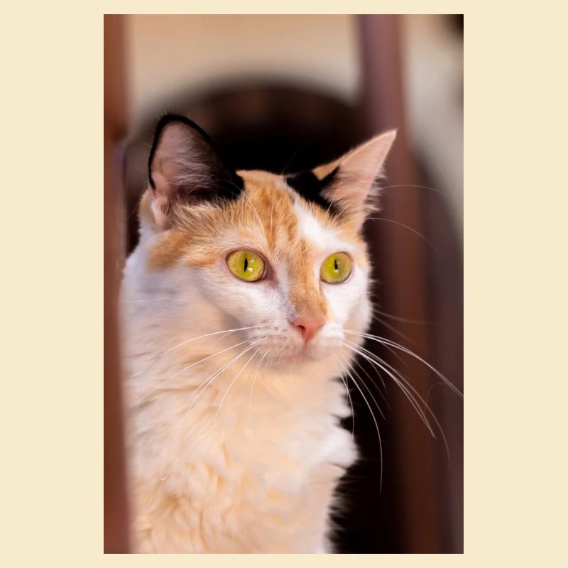Katze