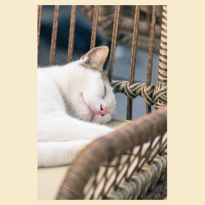 Sleeping Cat