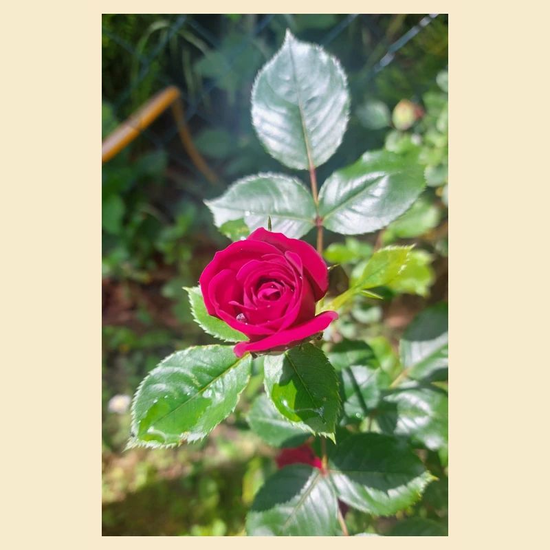 Rote Rose