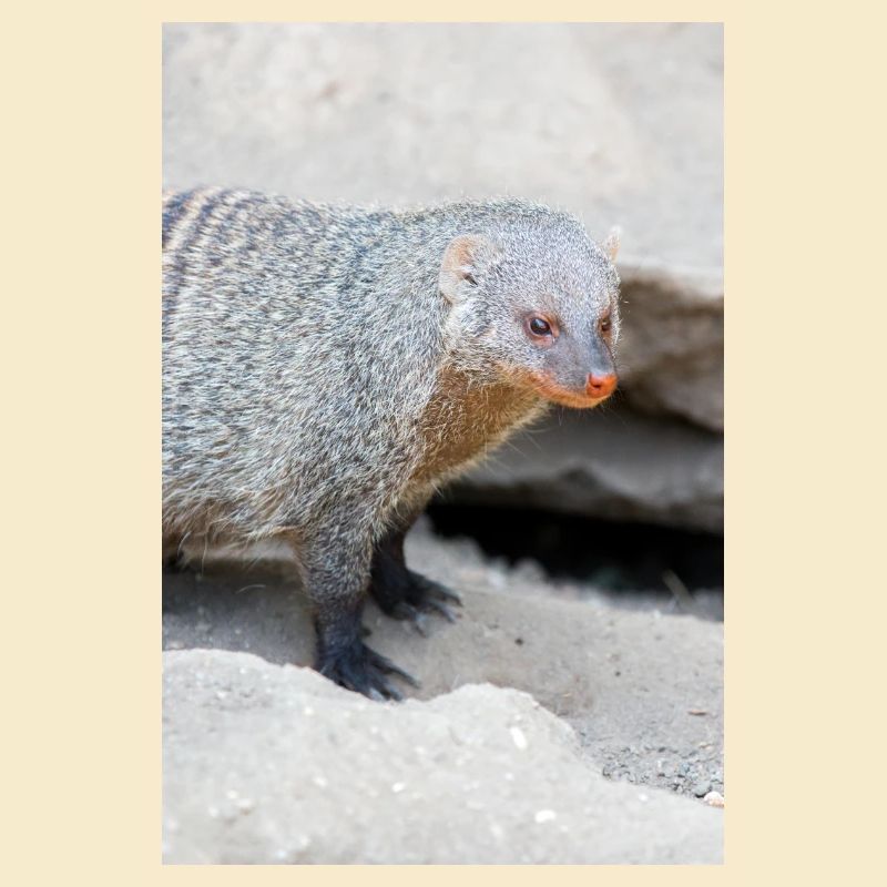 Gebänderte Manguste oder Zebramanguste