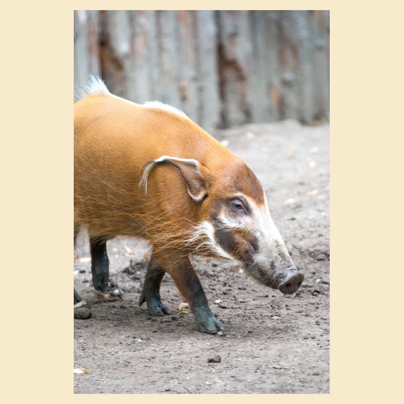 Buschschwein oder Rotflussschwein Pinselohrschwein