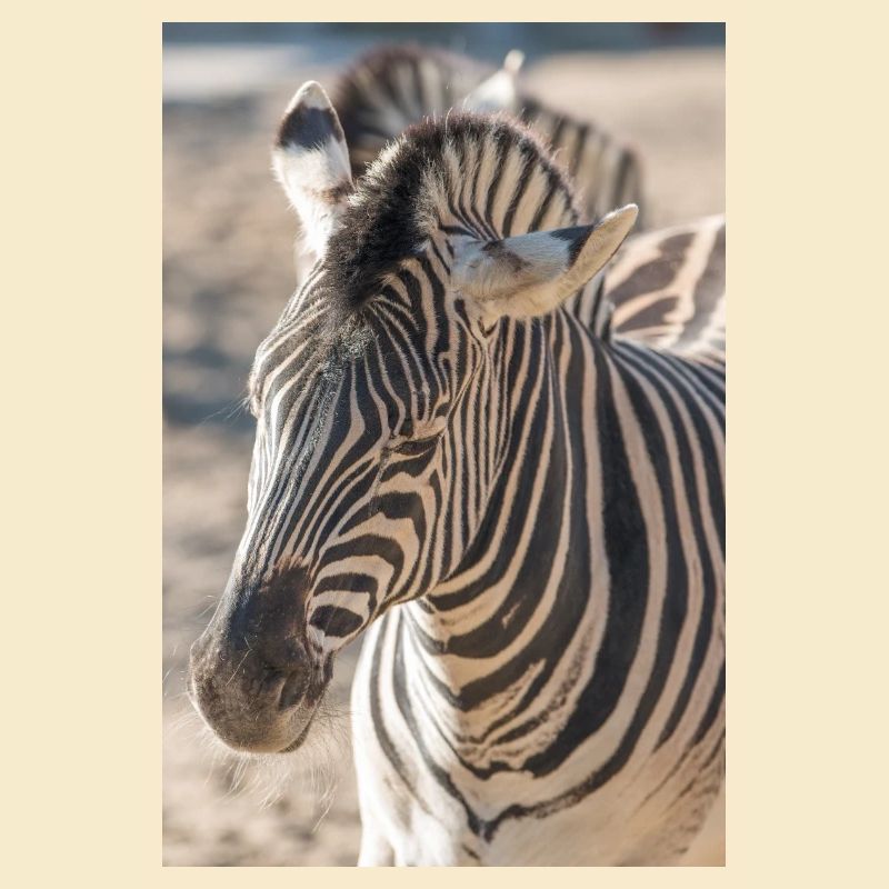 Zebra (auf Deutsch Zebra oder Zebras) Hippotigris