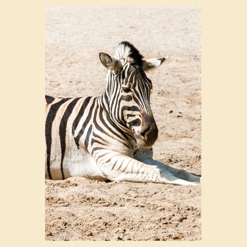Zebra (auf Deutsch Zebra oder Zebras) Hippotigris