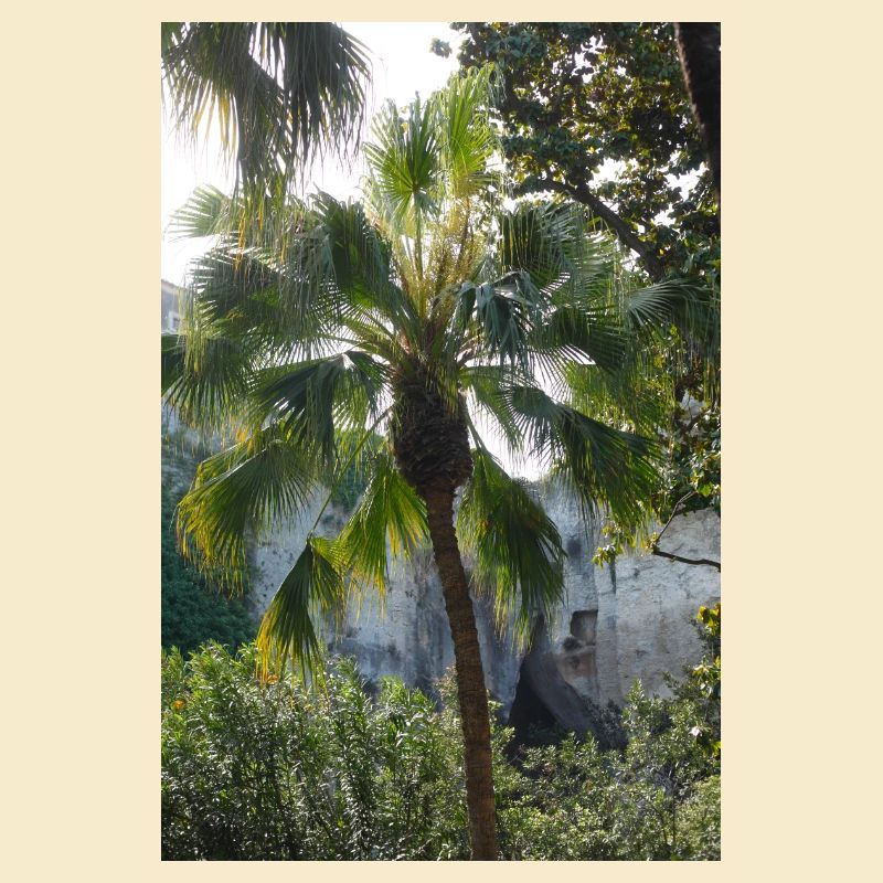 Palme