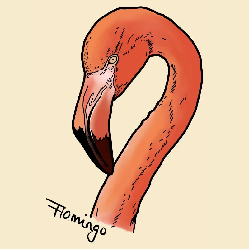 Flamingo - Kopf