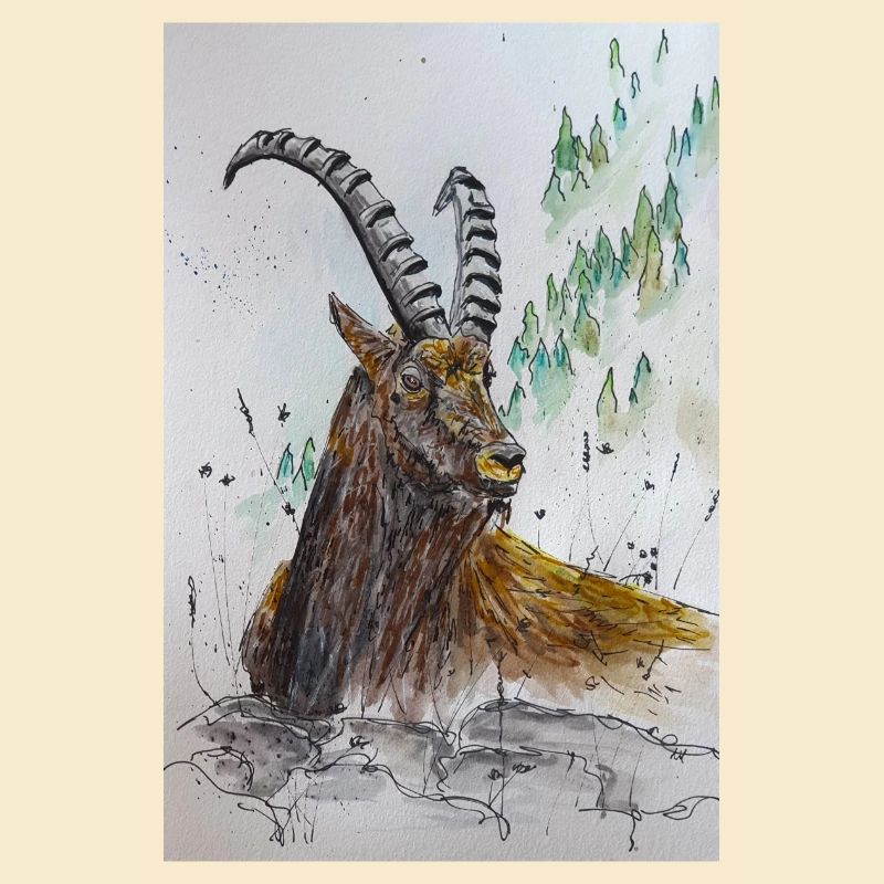 Steinbock Capricorn