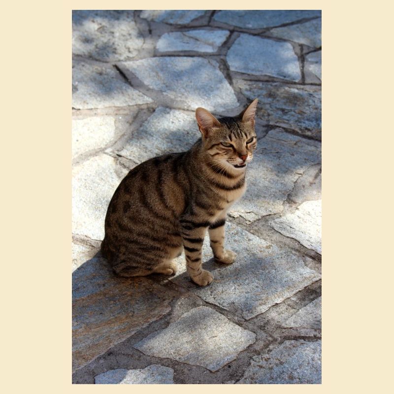 Katze Kätzchen