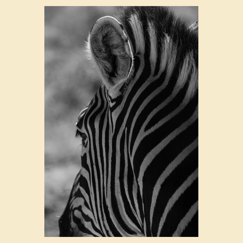 zebra