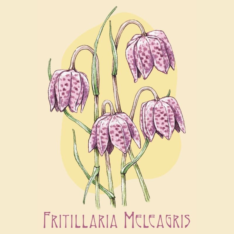 Cube checkerboard botanical drawing