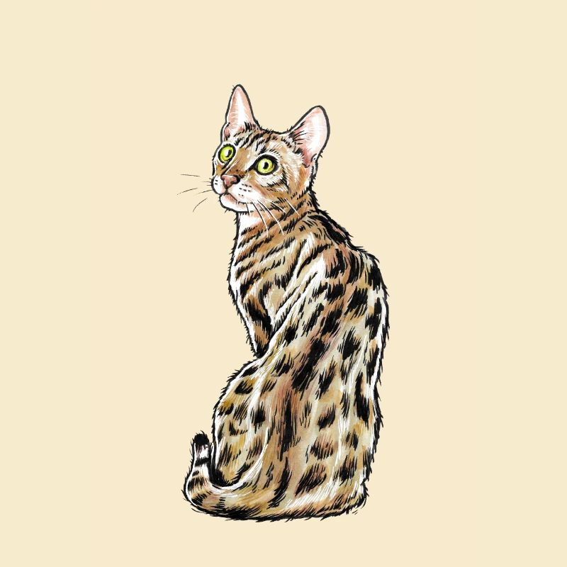 Bengal Cat